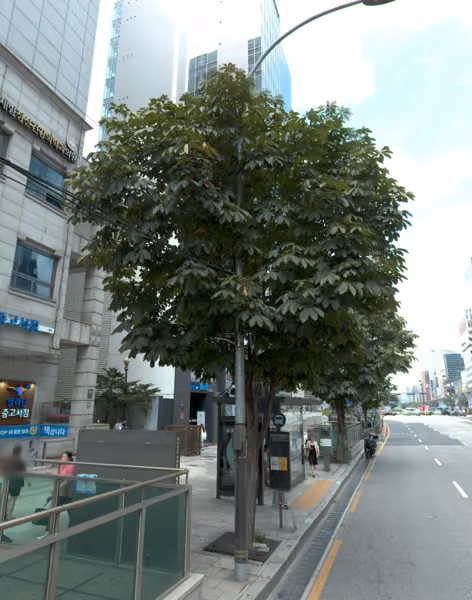 tree photo