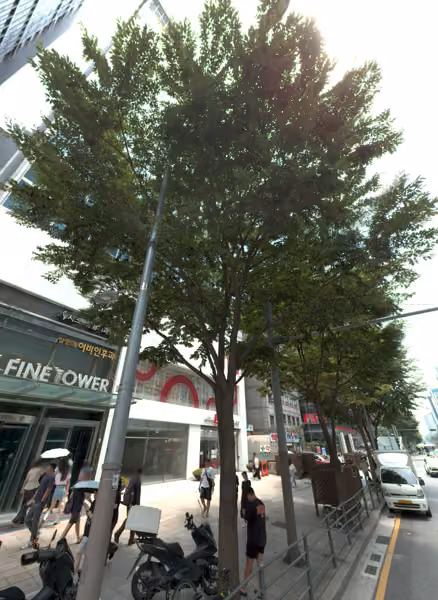 tree photo