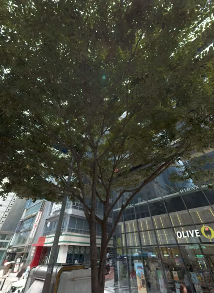 tree photo