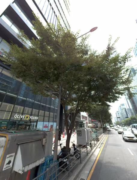 tree photo