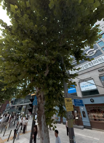 tree photo