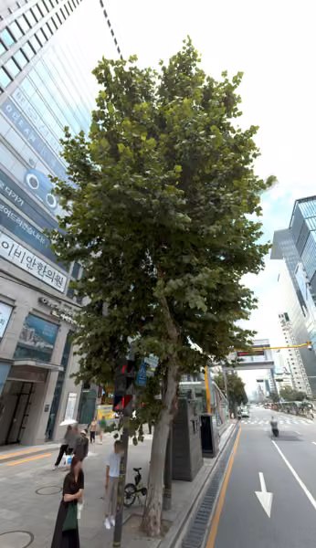 tree photo