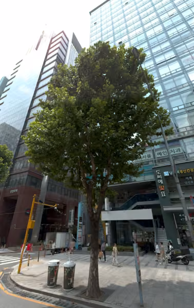 tree photo