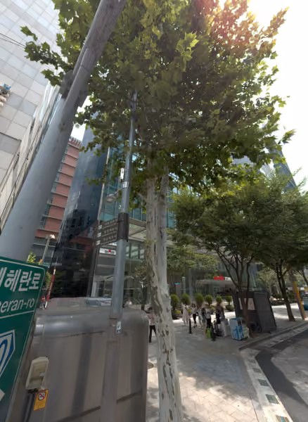 tree photo