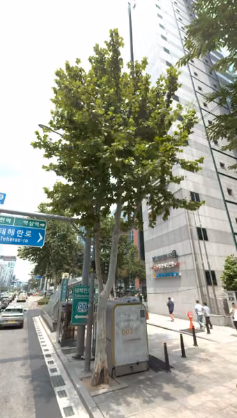 tree photo