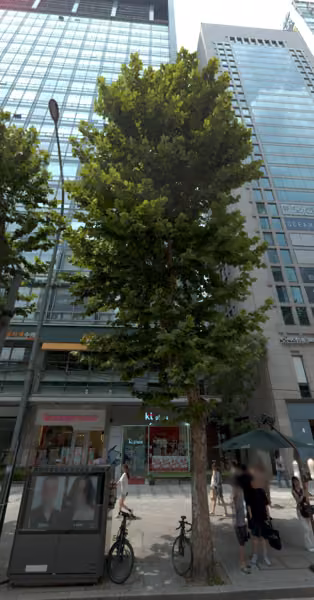 tree photo