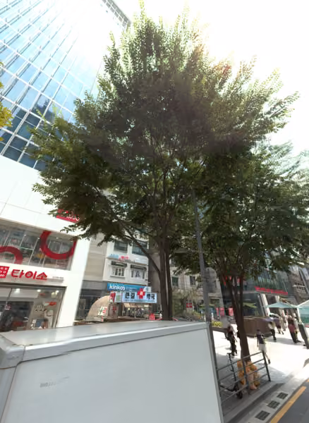 tree photo