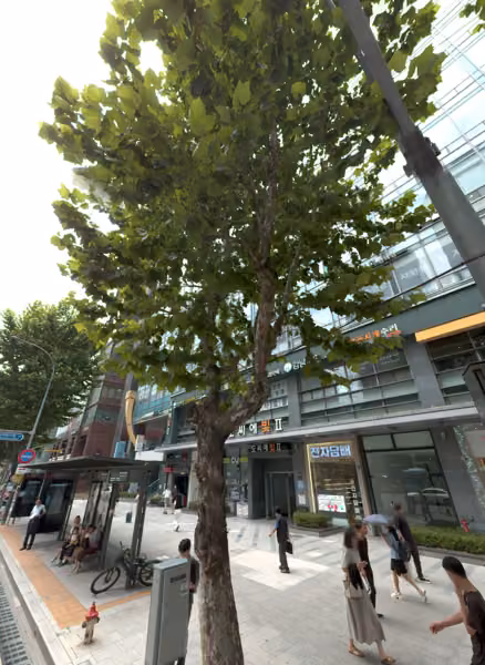 tree photo