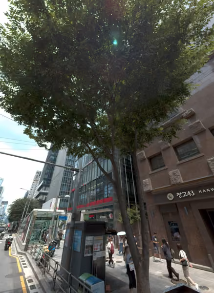 tree photo