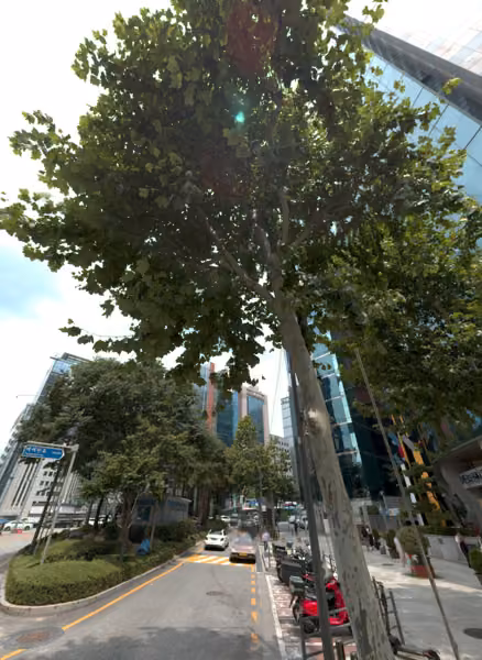 tree photo