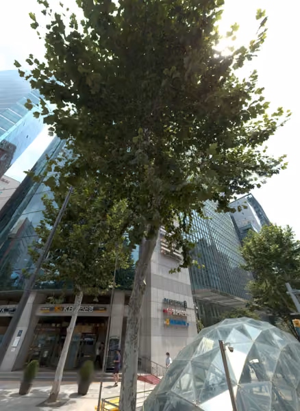 tree photo
