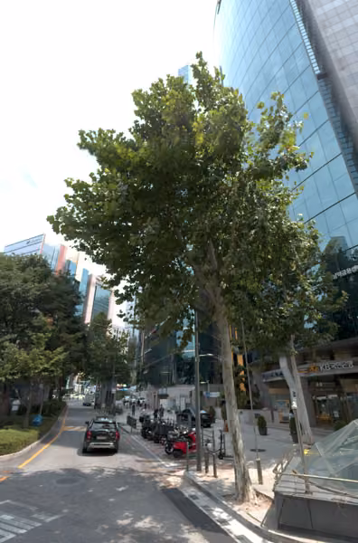 tree photo