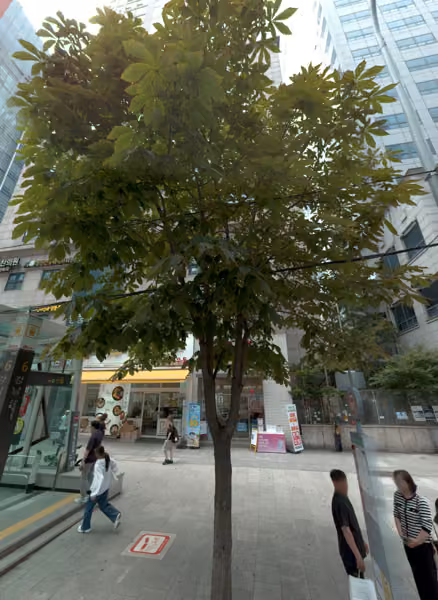 tree photo