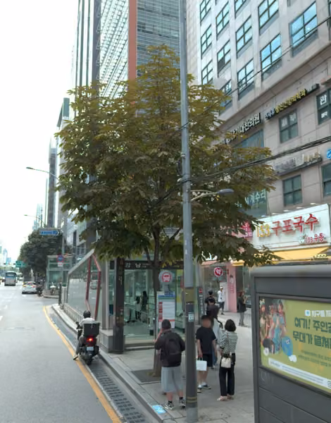 tree photo