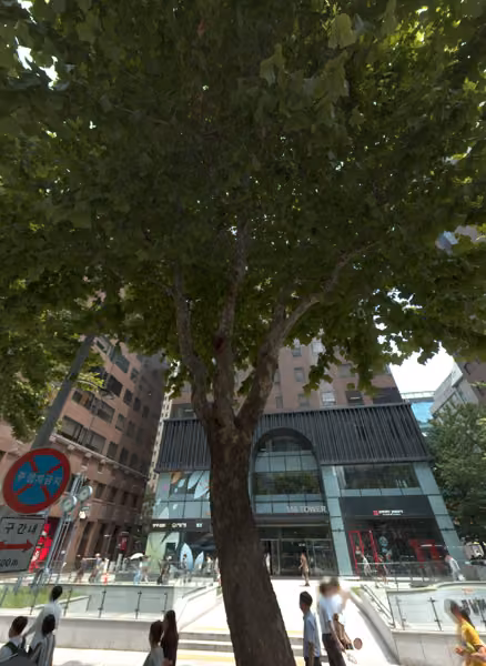 tree photo