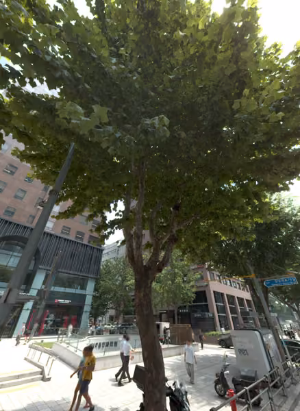tree photo
