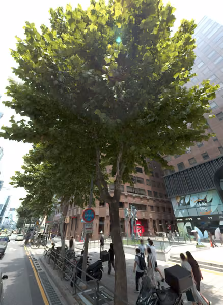 tree photo