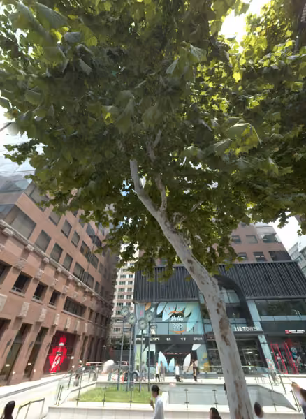 tree photo