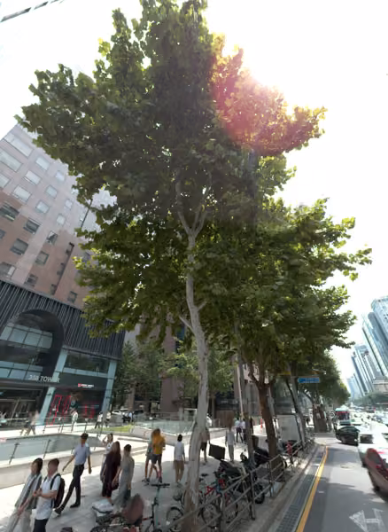 tree photo