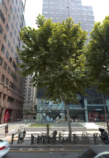 tree photo