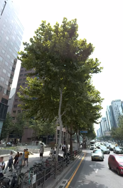 tree photo