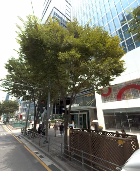 tree photo