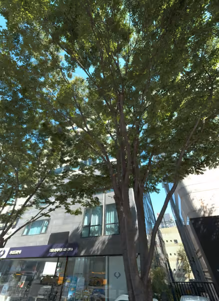 tree photo