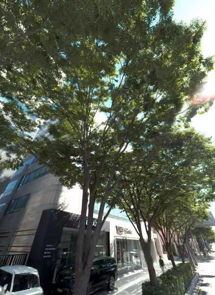tree photo