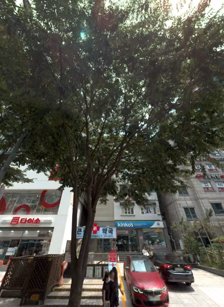tree photo