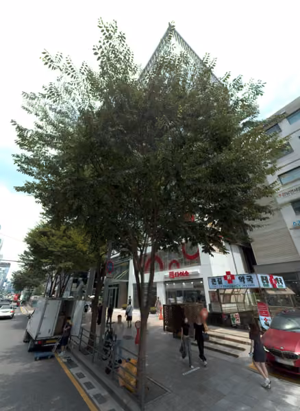 tree photo