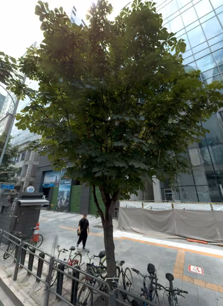 tree photo