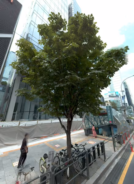 tree photo