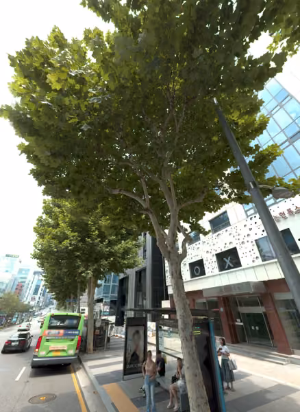 tree photo