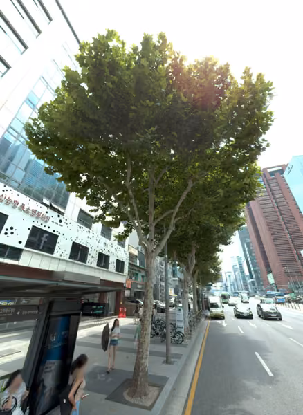 tree photo