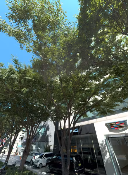 tree photo