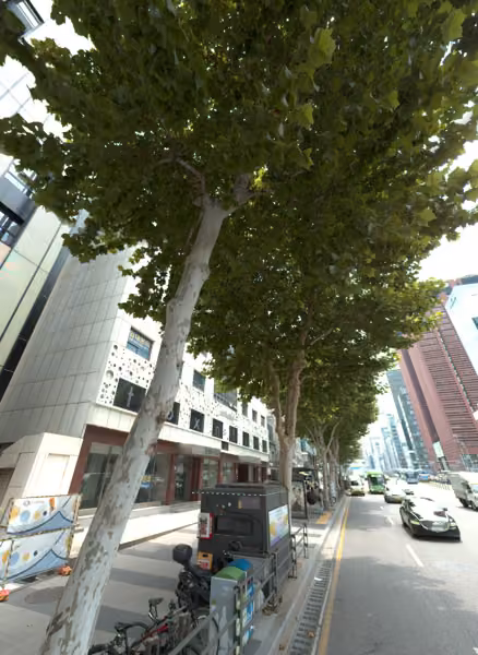 tree photo