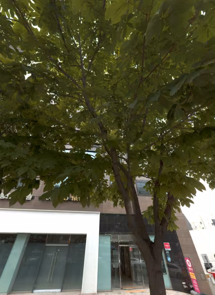 tree photo