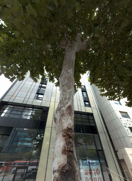 tree photo