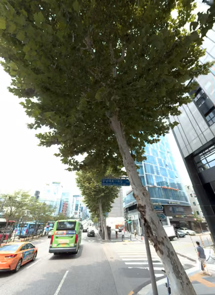 tree photo