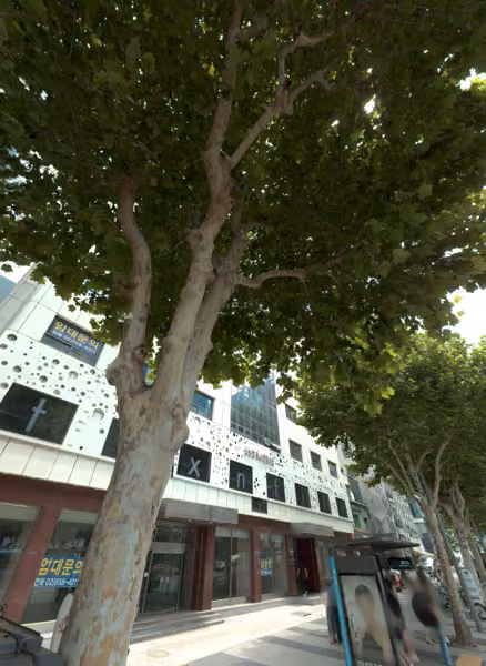 tree photo