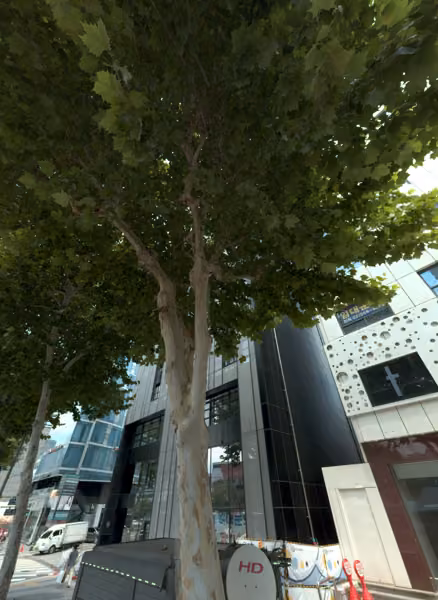 tree photo