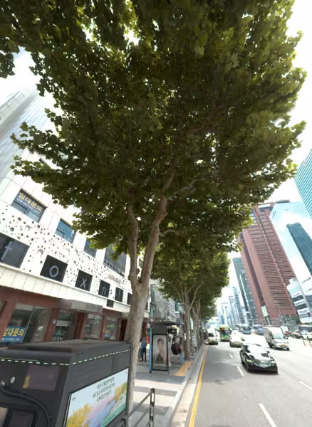 tree photo