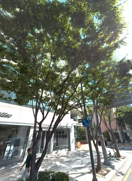 tree photo