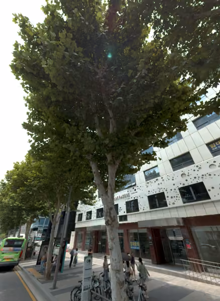 tree photo