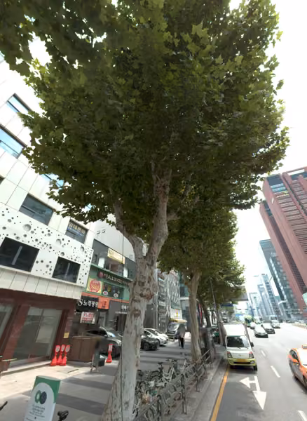 tree photo