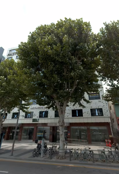 tree photo