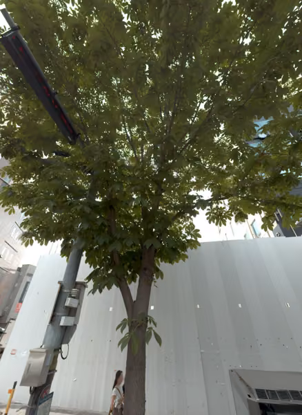 tree photo