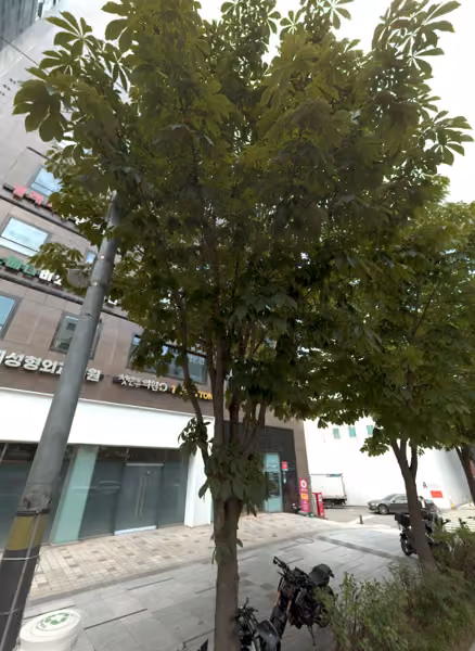 tree photo
