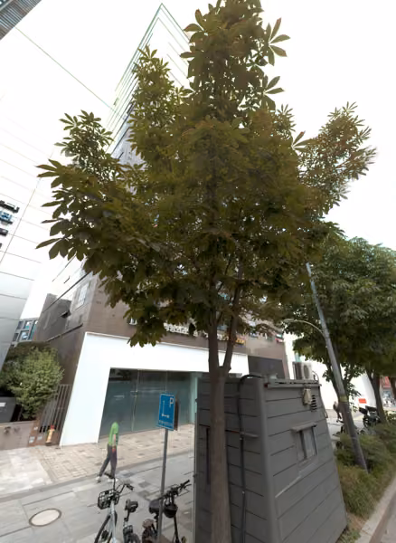 tree photo