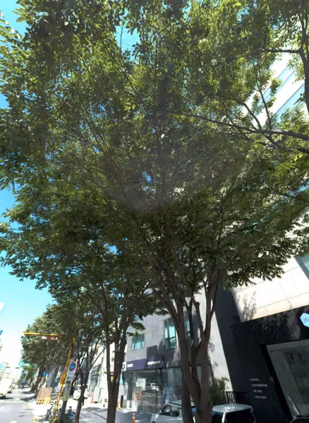 tree photo